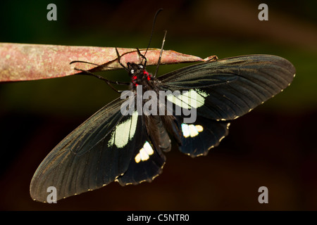 Latin Parides Arcas rief auch Kuh Herz geschossen im ecuadorianischen Regenwald Stockfoto