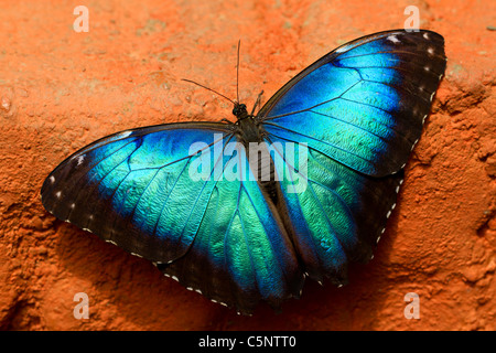 Owl Butterfly Lat Caligo Eurilochus mit Flügel weit offen für Solare Wärme aufnehmen Stockfoto