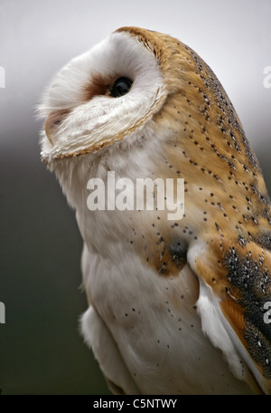 Suche nach möglichen Beute weibliche Schleiereule (Tyto Alba) Stockfoto