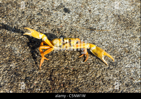 Gelbe Landkrabben, Gecarcinus Ruricola, in der Nähe von Playa Girón, Kuba. Stockfoto