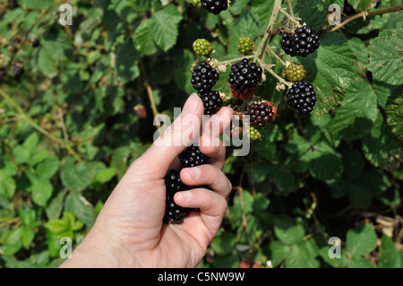 Frau Hand mit Brombeeren während Blackberry Kommissionierung mit Blackberry Bush im Hintergrund, Tottenham Marshes, London UK Stockfoto