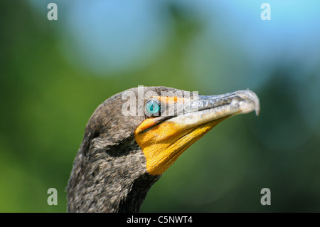 Doppel-Crested Kormoran Stockfoto