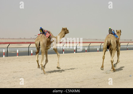 Kamelrennen in Dubai, Vereinigte Arabische Emirate Stockfoto