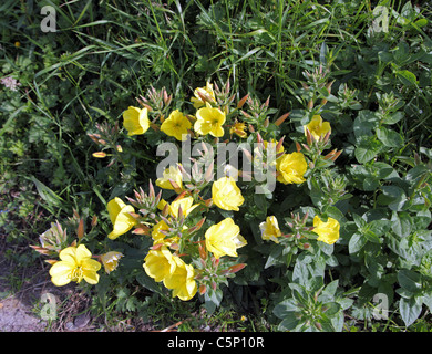 Nachtkerze; Oenothera Biennis eingebürgert irischen Wildblumen, Co Kerry Hecke Stockfoto