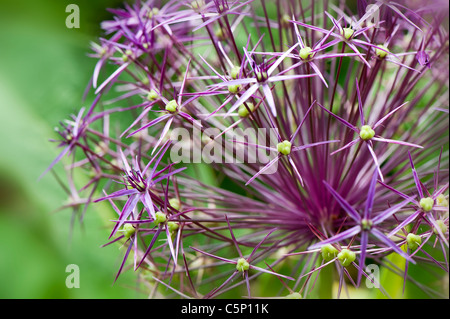 Allium Christophii Blumen Stockfoto