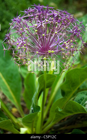 Allium Christophii Blumen Stockfoto