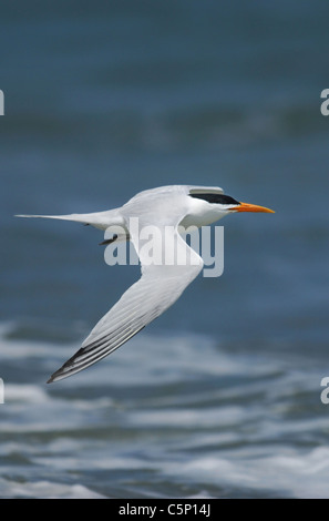 Ein Royal Tern (sterna maxima) fliegen Vergangenheit Tanji Strand, Gambia Stockfoto