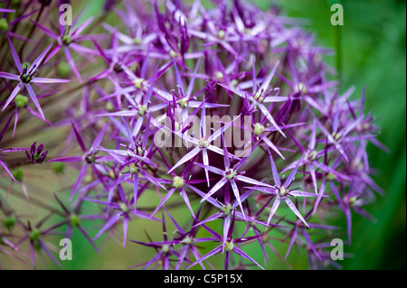 Allium Christophii Blumen Stockfoto