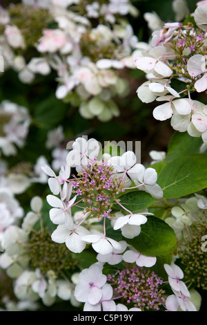 Hortensie Spitzen Kappe Blumen Stockfoto