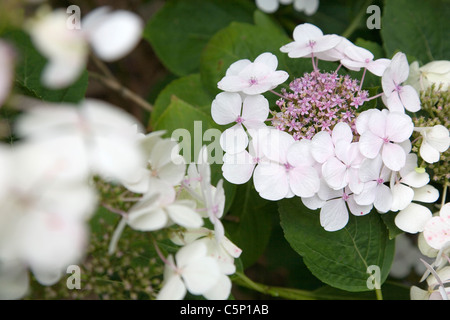 Hortensie Spitzen Kappe Blumen Stockfoto