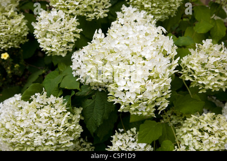 Hortensie Annabelle Stockfoto