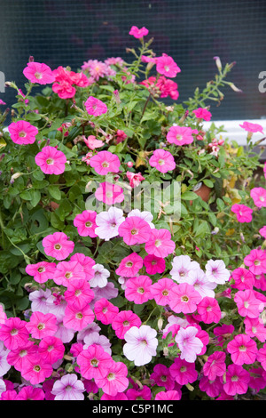 Eingemachte Petunien im Garten Stockfoto