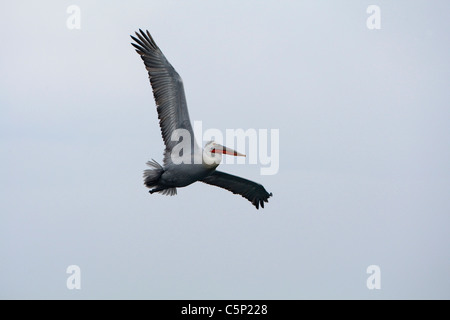 Krauskopfpelikan (Pelecanus Crispus) im Flug Stockfoto