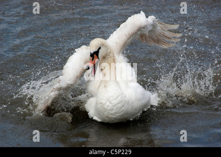 Plantschen im Fluss Swan Stockfoto