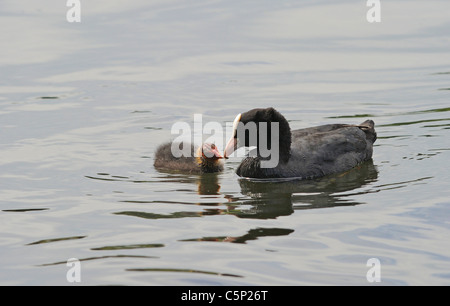 Erwachsenen Coot Fütterung ihrer jungen Küken mit Wasser Pflanzenmaterial und andere vegetation Stockfoto