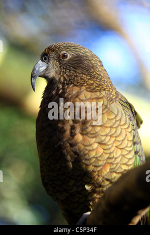 Nahaufnahme einer Kea (Nestor Notabilis) bei Nga Manu Nature Reserve in Waikanae an der Kapiti Coast. Stockfoto