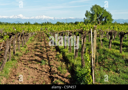 Weinberg in der Nähe von Talca, Chile, Südamerika Stockfoto