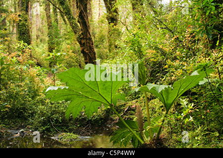 Chilenische Rhabarber (Gunnera Tinctoria Mirb.) in den Regenwald, Pumalín Nationalpark, Chile, Südamerika Stockfoto