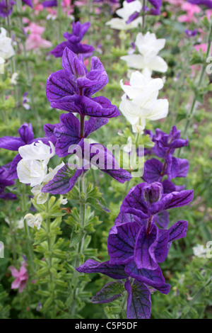 Bunte lila und weißen Bauerngarten Pflanzen - jährliche Salbei Salvia Viridis, UK Stockfoto