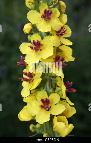 Nahaufnahme der Blüte dunkle Königskerze Verbascum nigrum Stockfoto