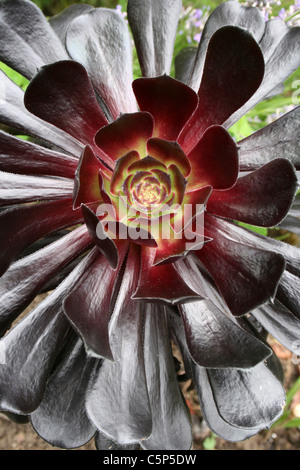 Schwarzer Baum Aeonium Aeonium Arboreum Var Atropurpureum "Schwarzkopf" Stockfoto