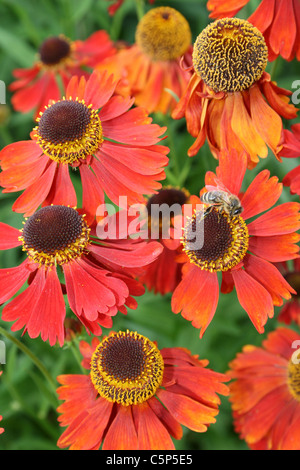 Helenium 'Waltraut' Sneezeweed Stockfoto