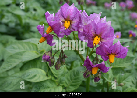 Kartoffel Blumen Solanum tuberosum Stockfoto