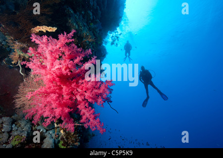 Taucher neben Korallenwand Stockfoto