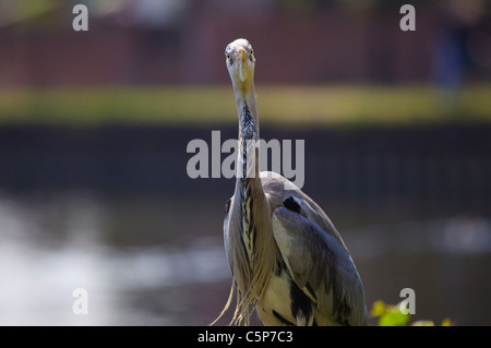 Graureiher Ardea Cinerea, im Flug über Fluß Lea, London, UK Stockfoto