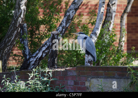 Graureiher Ardea Cinerea, hocken von Fluß Lea, London, UK Stockfoto
