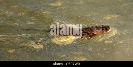 Eine Water Vole („Viridors Wühlmäuse“), die in die Gewässer des Arundel Wildfowl and Wetlands Centre freigesetzt wird Stockfoto