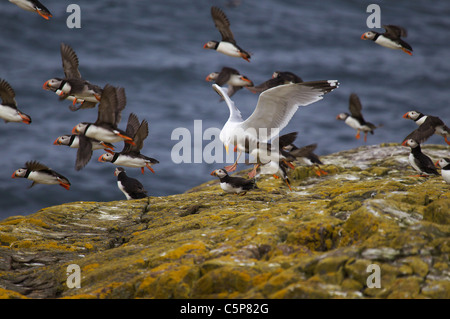 Silbermöwe, Larus Argentatus, Angriff auf eine Puffin, Fratercula Arctica, Farne Islands, Northumberland, Großbritannien Stockfoto