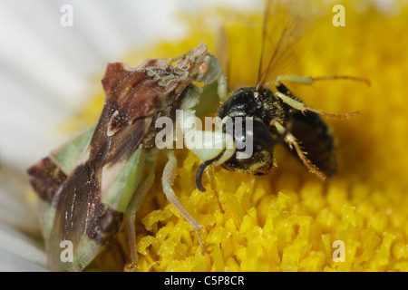 Ein Hinterhalt-Bug (Phymata) saugt die Flüssigkeit aus einer aufgenommenen Digger Wespe. Stockfoto