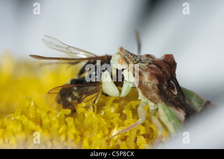 Ein Hinterhalt-Bug (Phymata) saugt die Flüssigkeit aus einer aufgenommenen Digger Wespe, halb versteckt in einer Blume. Stockfoto