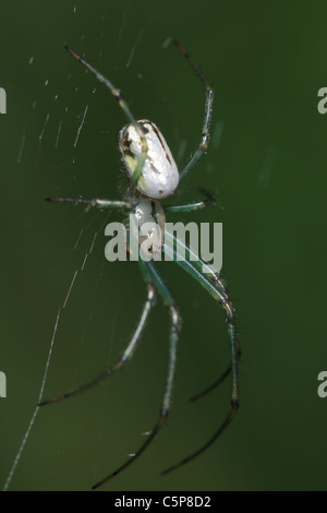 Ein Obstgarten-Spinne (Leucauge Venusta) in ihr Netz vor einem grünen Hintergrund. Stockfoto