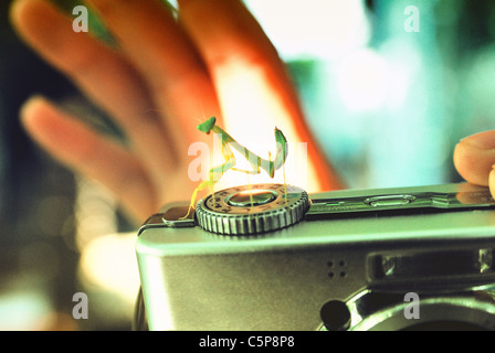 Eine Gottesanbeterin thront auf einer digitalen Kamera Stockfoto