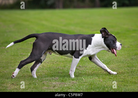 Amerikanischer Staffordshire-Terrier (Canis Lupus Familiaris) laufen auf der Liegewiese im Garten Stockfoto