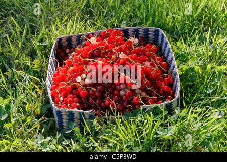 Ernte der roten Johannisbeere (Ribes Rubrum) im kleinen Korb auf dem Rasen. Stockfoto