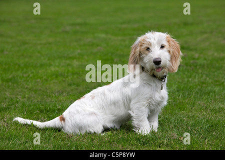 Weißer Basset Griffon Stadt (Canis Lupus Familiaris) Hund im Garten Stockfoto