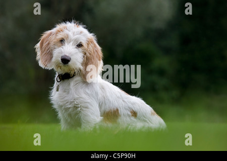 Weißer Basset Griffon Stadt (Canis Lupus Familiaris) Hund im Garten Stockfoto