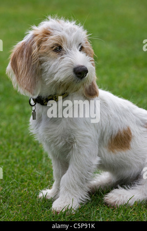 Weißer Basset Griffon Stadt (Canis Lupus Familiaris) Hund im Garten Stockfoto