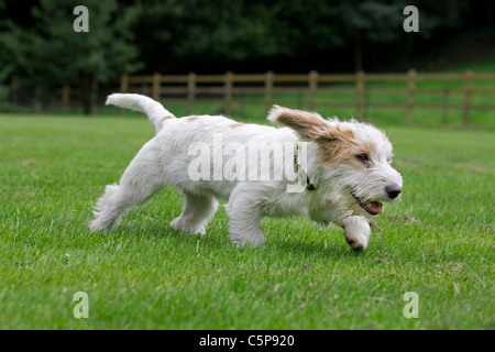 Weißer Basset Griffon Stadt (Canis Lupus Familiaris) Hund im Garten Stockfoto