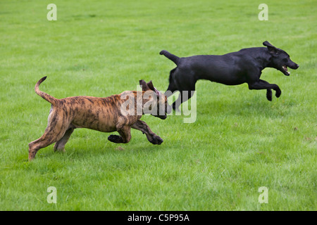 Labrador Hund spielen mit Boerboel (Canis Lupus Familiaris) Welpen im Garten, einheimische Rasse aus Südafrika Stockfoto
