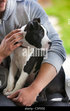 Amerikanischer Staffordshire-Terrier (Canis Lupus Familiaris) auf jemandes Schoß Stockfoto