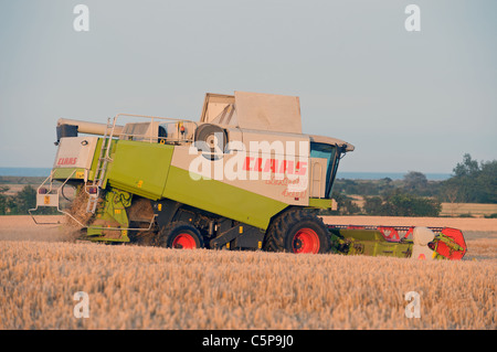Gerstenernte, Suffolk, UK. Stockfoto