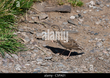 Gemeinsamen Feldlerche Alauda Arvensis thront auf dem Boden Stockfoto