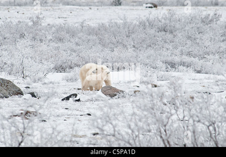 Eisbär-Mutter mit Coy, Ursus Maritimus, Wapusk-Nationalpark, in der Nähe von Hudson Bay, Cape Churchill, Manitoba, Kanada Stockfoto