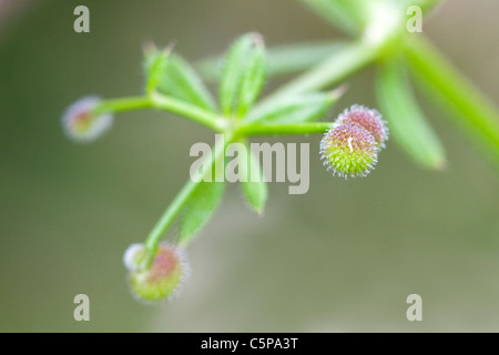 Hackmesser; Galium Aparine; Samen; Cornwall; UK Stockfoto