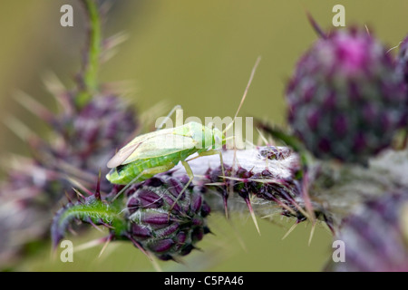 Gemeinsamen grünen Kapsid; Lygocoris Pabulinus; Cornwall; UK Stockfoto