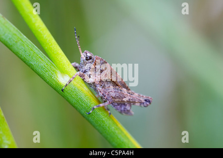 Gemeinsamen Groundhopper; Tetrix Undulata; Cornwall; UK Stockfoto